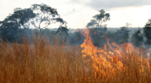 Pire qu’en Amazonie, des incendies dévastent les forêts d’Afrique