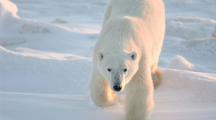 Réchauffement climatique : vers l'extinction des ours polaires d'ici 2 100