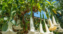 Datura, une plante hautement toxique à ne pas confondre avec la tétragone
