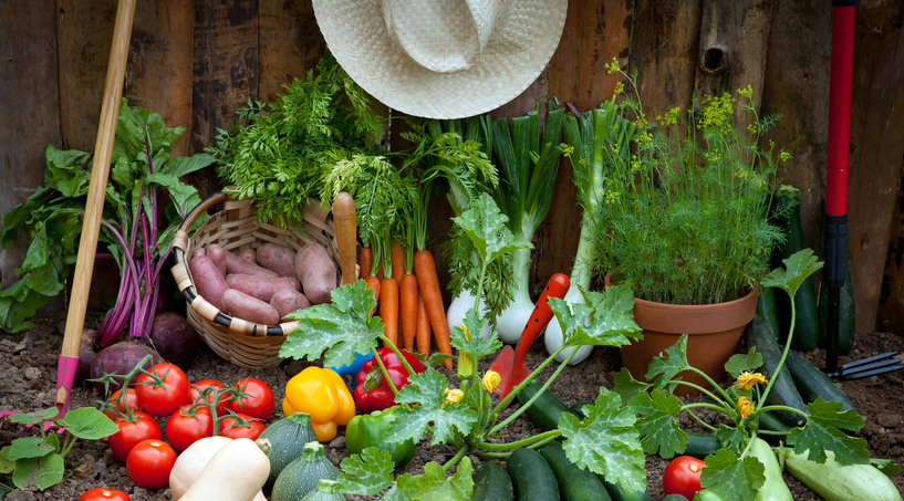 Potager Bio : 10 Conseils D’Yves Gillen, Jardinier Bio Depuis 40 Ans ...