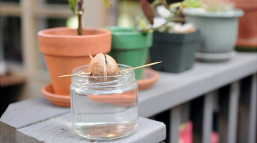 PLANTER SES NOYAUX main image 1