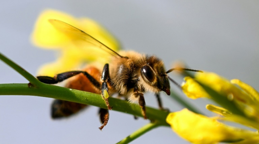Abeille Iard Et Sant Abeille Iard Prelevement