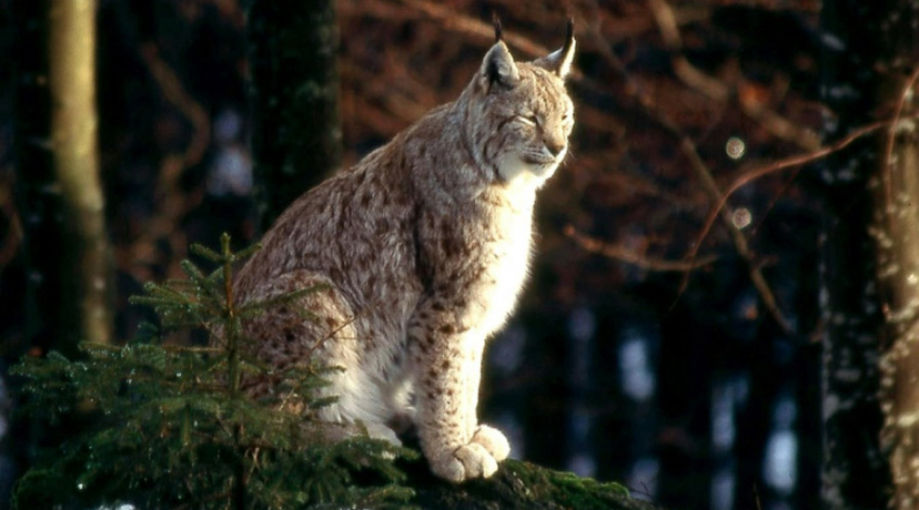 France : un lynx, animal protégé, abattu par un braconnier | Bio à la une