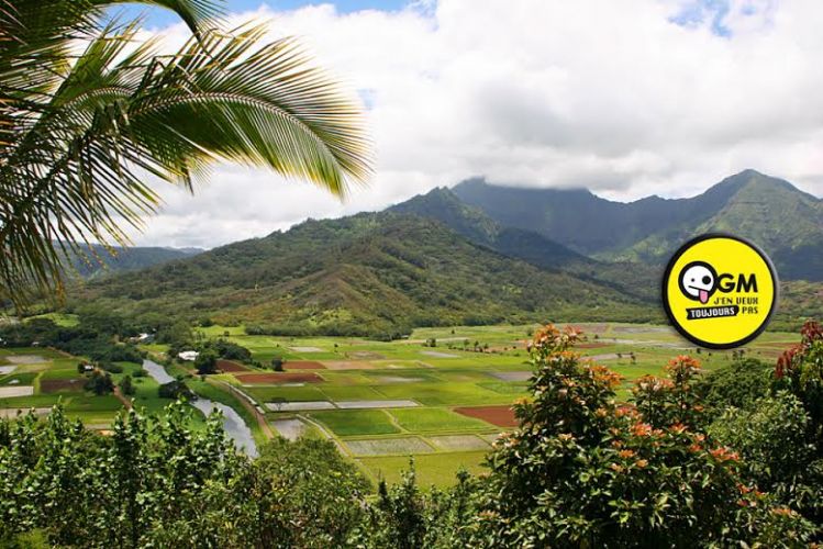 L'île d'Hawaii vote un projet de loi contre les OGM
