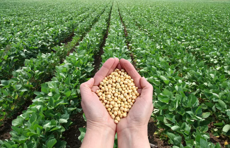 Coopérative Agricole du Zou