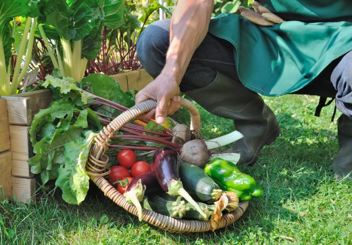 Main d'homme tenant un panier de légumes frais