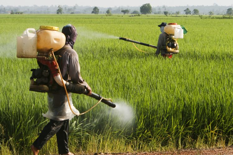 Séance d'épandage de pesticide dans un champ de blé