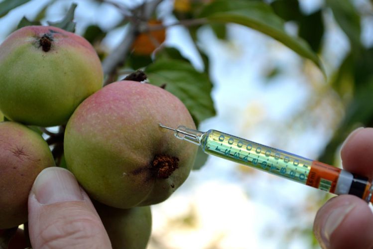Injection de pesticide dans une pomme