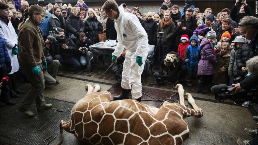 Un girafon est tué dans un zoo danois
