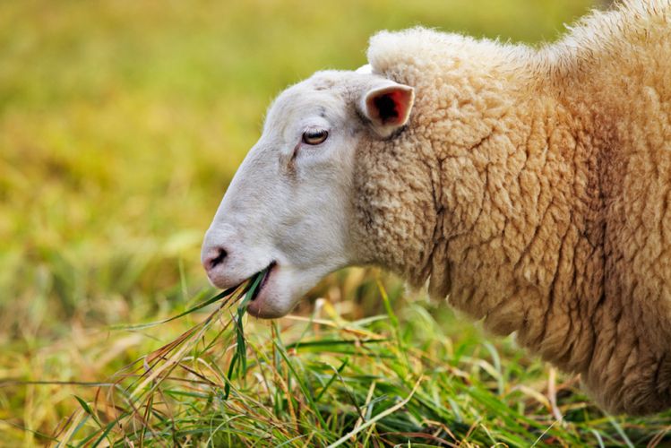 Mouton mangeant de l'herbe