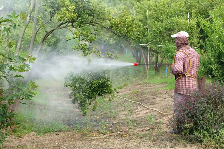 Agriculteur pulvérisant une solution sur des arbres fruitiers