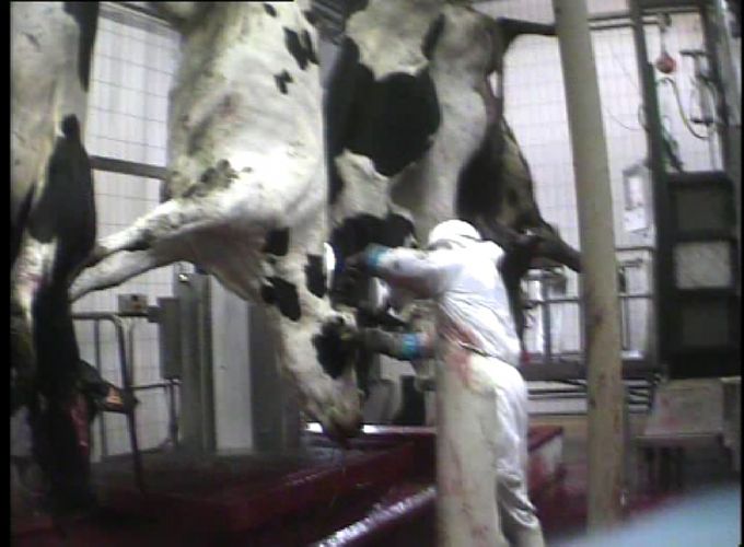 Abattoir avec vaches suspendues par les pattes arrières