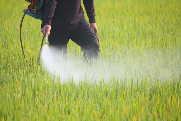 Épandage manuel de pesticide dans un champs