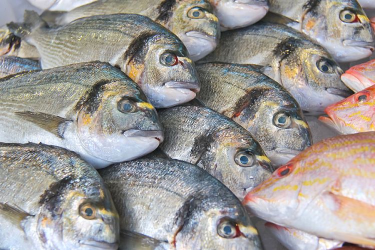 Liste des poissons contaminés au mercure 