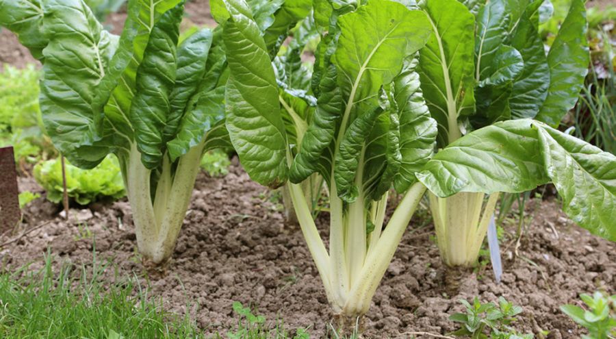 Les 8 fruits et légumes à consommer en mars Des blettes poussent dans un potager