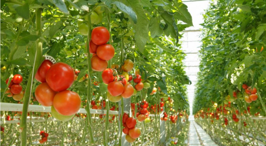plans de tomates cultivées hors sol