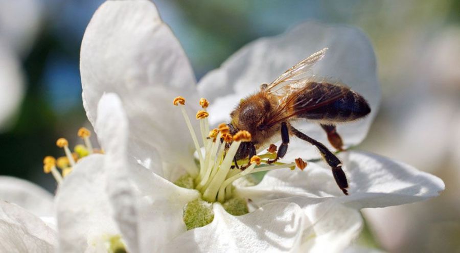 Une abeille butine une fleur