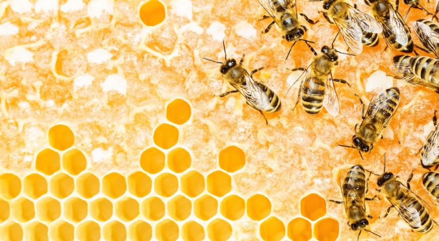 Une dizaine d'abeilles dans une ruche