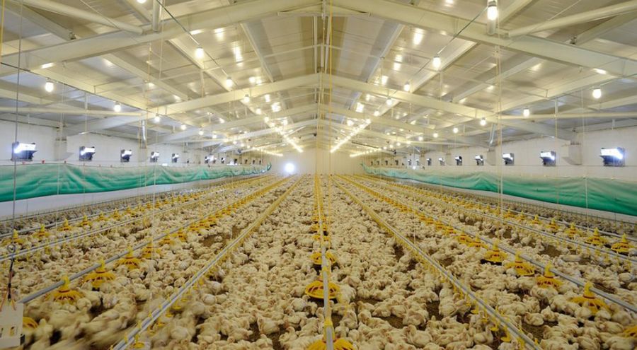élevage industriel de poulets en hangar 