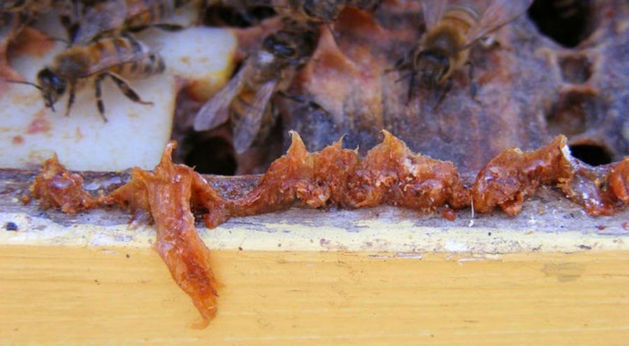 La propolis, remède naturel pour la pousse des cheveux ? Des abeilles protègent les parois de leur ruche avec la propolis