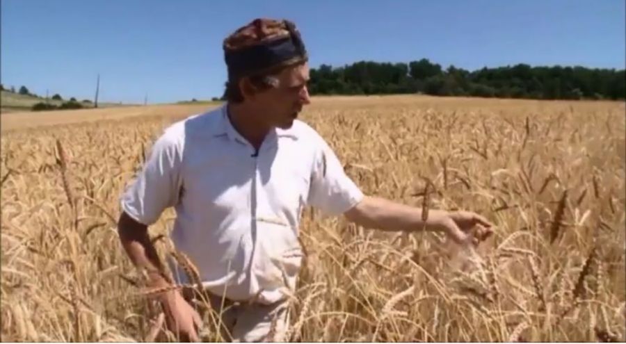 Jean François Berthelot, ,paysan boulanger dans son champ de blé d'or.