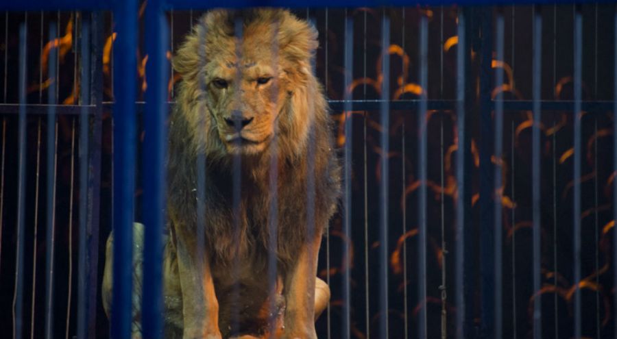 Lion dans sa cage au cours d'une représentation de cirque
