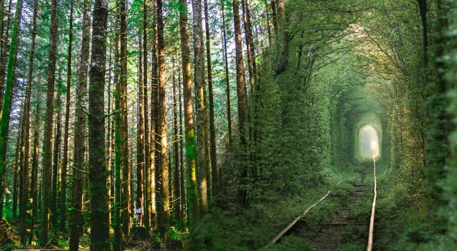 un chemin dans une forêt