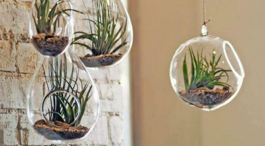 décoration de plantes succulentes suspendues