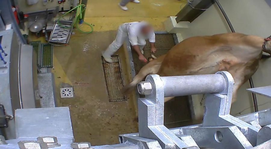 Une vache vivante est en train de se faire poignarder dans l'abattoir de Vigan