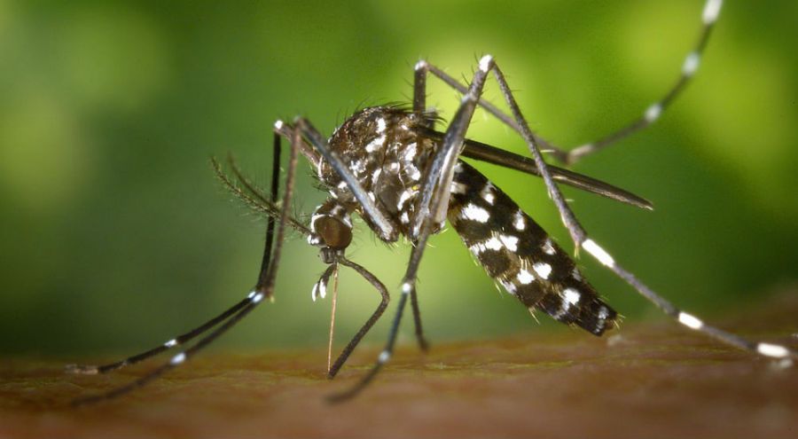 un moustique tigre qui transmet le virus Zika