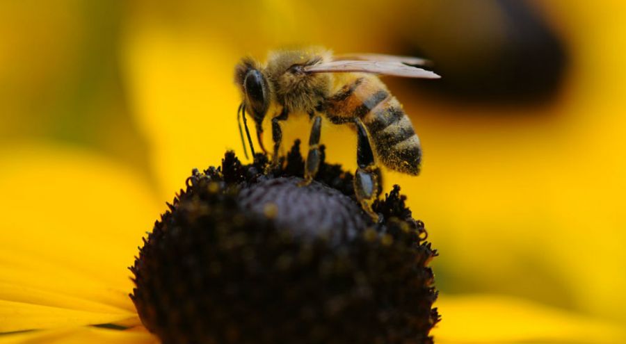 une abeille en train de butiner une fleur