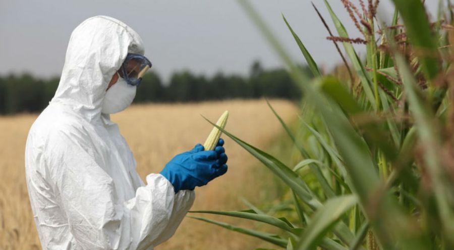 un scientifique manipule des épis de maïs OGM