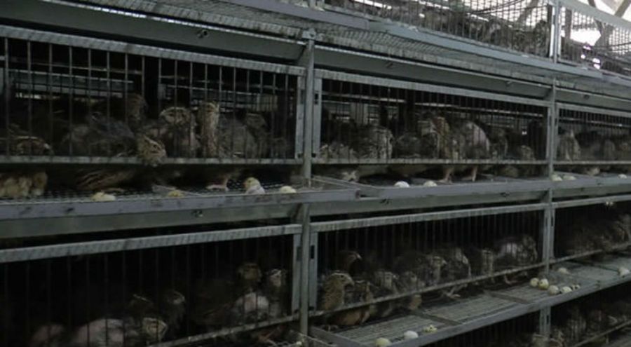 des cailles enfermées dans des cages dans un élevage