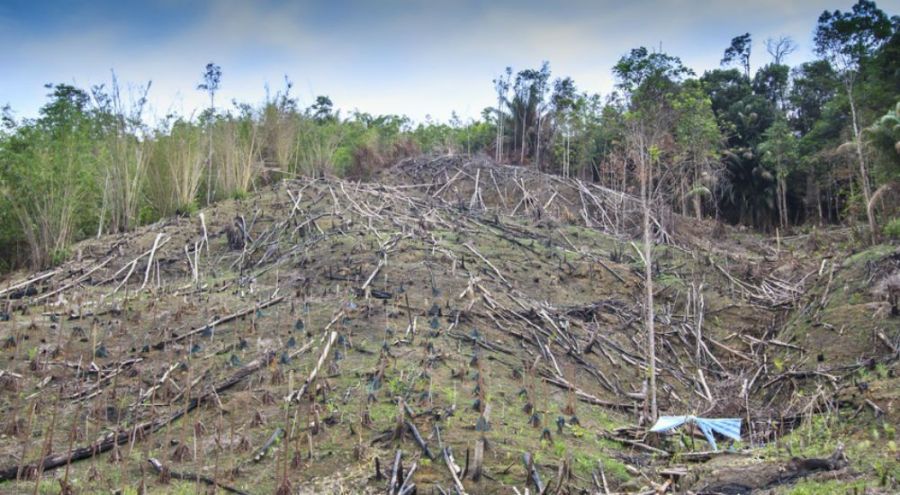 Une partie de la forêt détruite en Malaisie