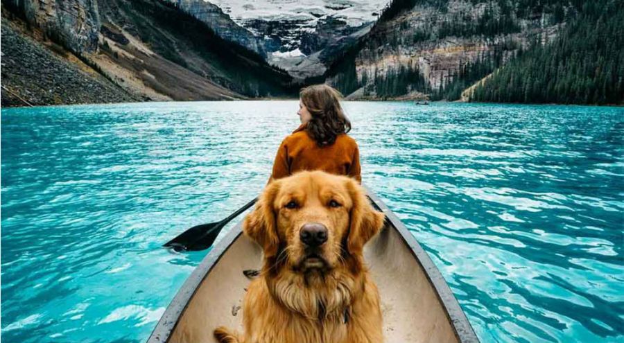 un chien dans une barque au Canada