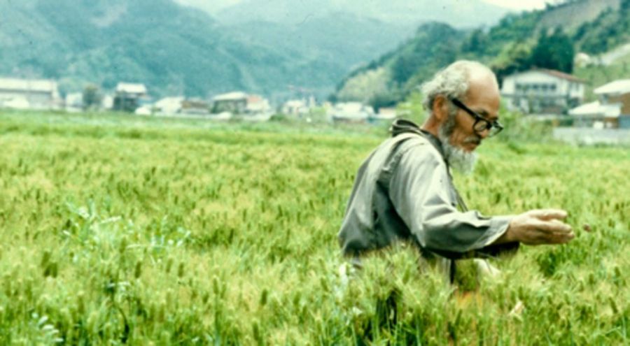 Fukuoka dans sa rizière naturelle
