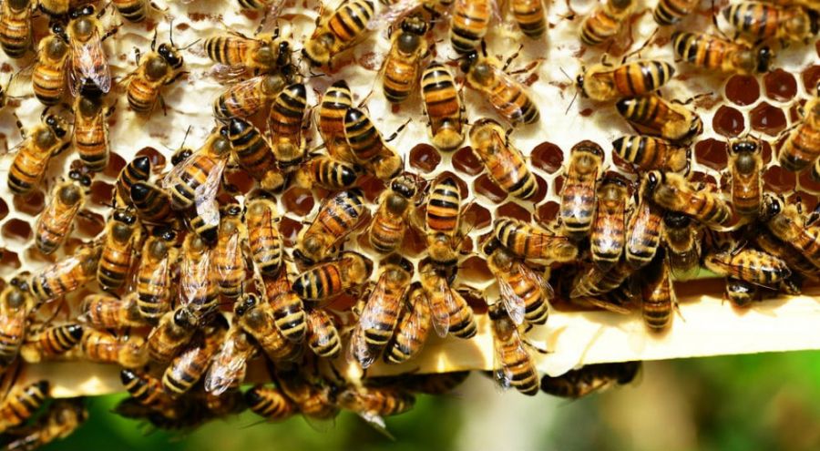 des abeilles qui fabriquent du miel dans une ruche