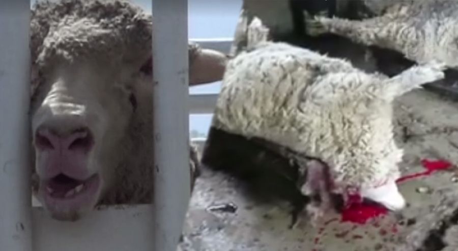 un mouton transporté et mutilé pour sa laine