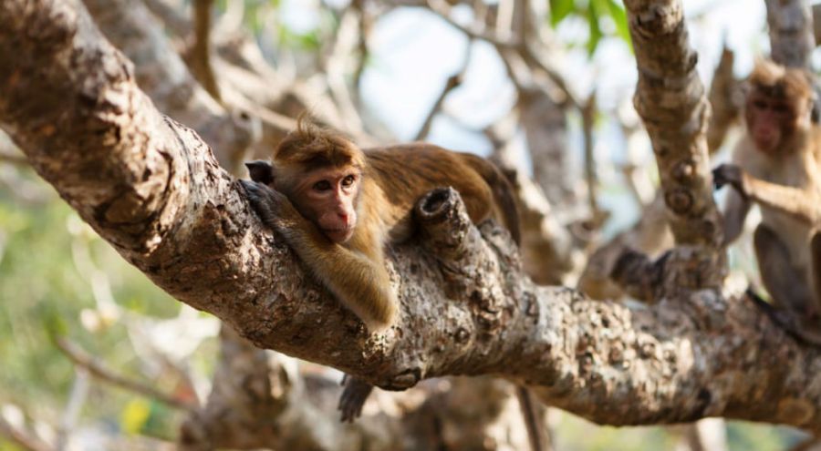un singe suspendu à un arbre