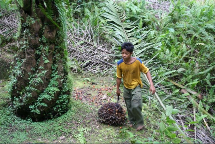 un enfant en train de transporter des fruits de palmier