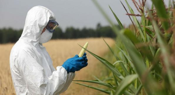 un scientifique manipule des épis de maïs OGM