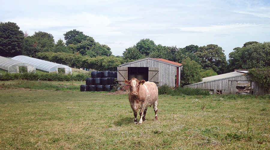 Vache au milieu d'un champ dans une petite ferme en Angleterre