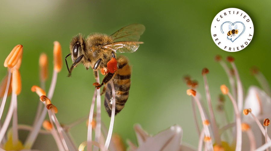 Bee Friendly, le label pour les produits respectueux des abeilles