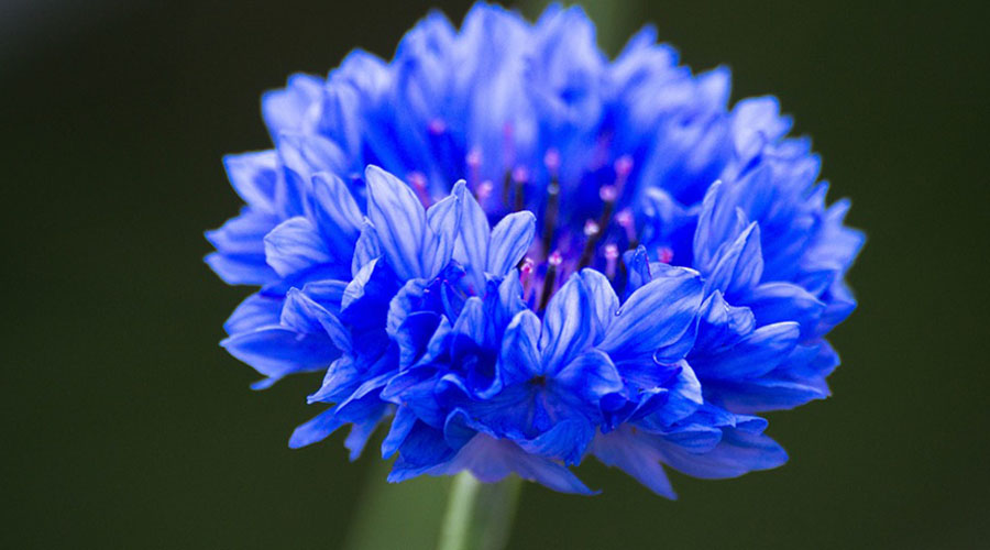 L’eau florale de bleuet, une alliée des peaux fatiguées