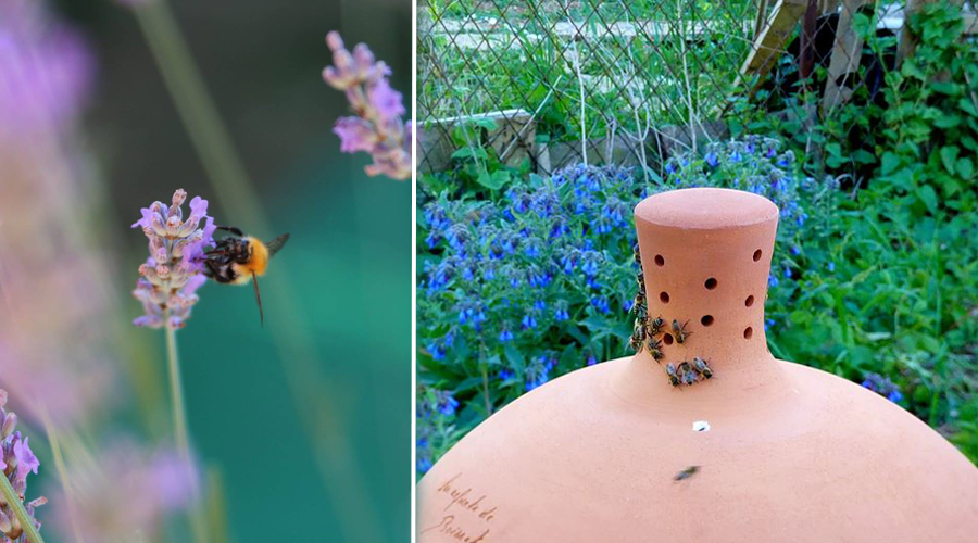 À Dijon, des ruches “sans miel” pour sauver les abeilles