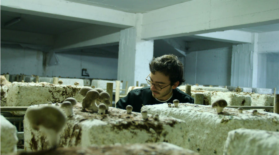 La caverne : des producteurs de champignons bio dans les sous-sols parisiens
