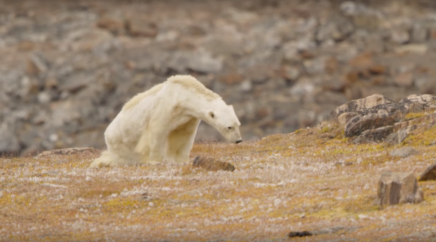 Les images tragiques d’un ours polaire, symbole du réchauffement climatique