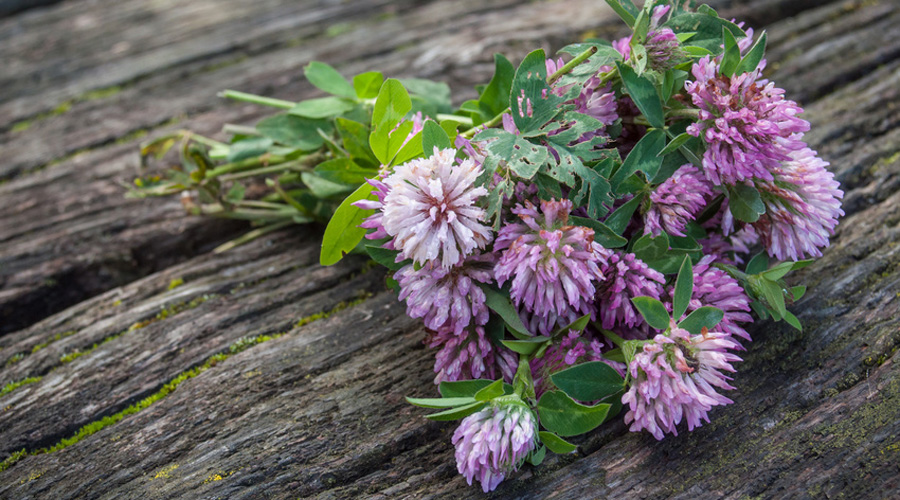 Image search result for "Red clover"