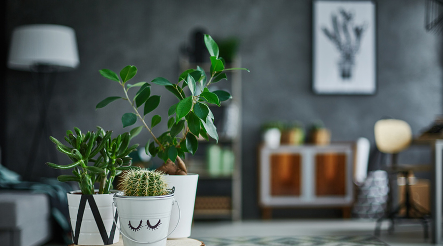 Plante facile d'entretien : lesquelles choisir quand on n'a pas la main verte ? cactus et plantes déco maison