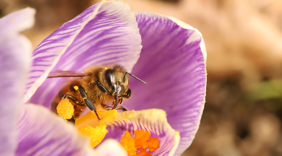 abeille bitune fleur